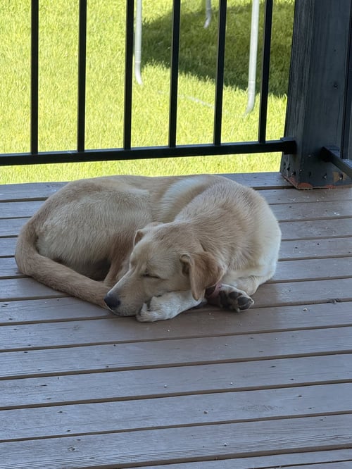 DAISY - Labrador Retriever available for adoption