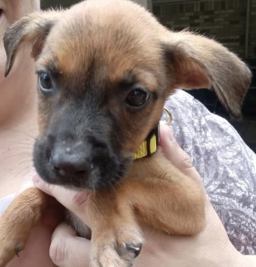GRAYSON - Black Mouth Cur / Australian Cattle Dog/Blue Heeler available for adoption