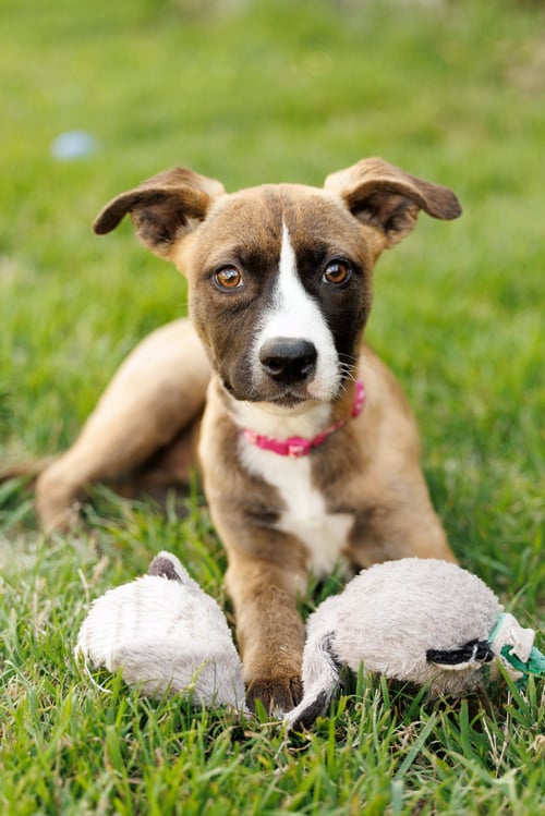 MINDY - Shepherd / American Staffordshire Terrier available for adoption