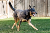 Marley - Photo 7