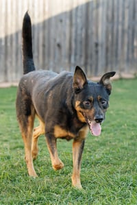 Marley - Photo 10