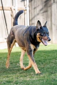 Marley - Photo 6