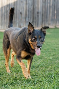 Marley - Photo 11