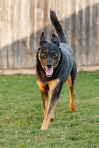 Marley - Photo 5