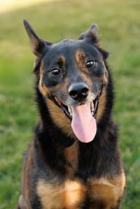 Marley - Photo 3
