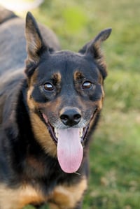 Marley - Photo 13