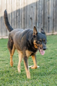 Marley - Photo 9