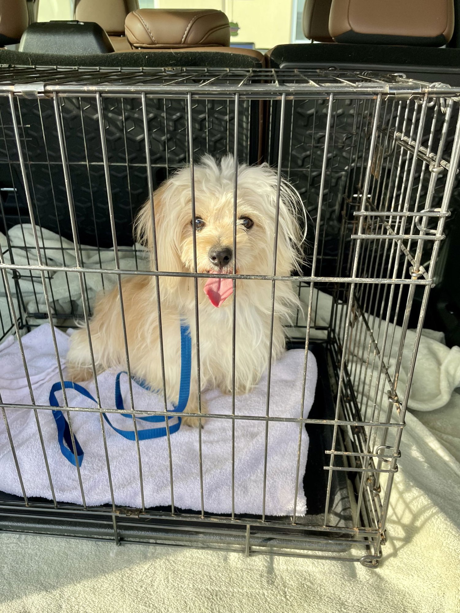 HEATHCLIFF - Maltese / Havanese available for adoption