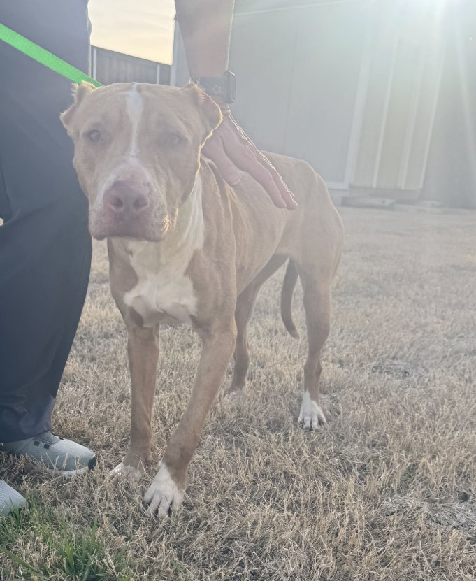PEBBLES - American Pit Bull Terrier available for adoption