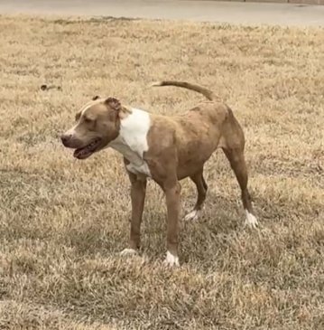 PEBBLES - American Pit Bull Terrier available for adoption