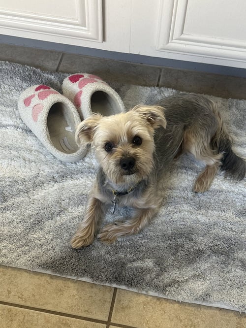 LAMBEAU - Yorkshire Terrier Yorkie available for adoption