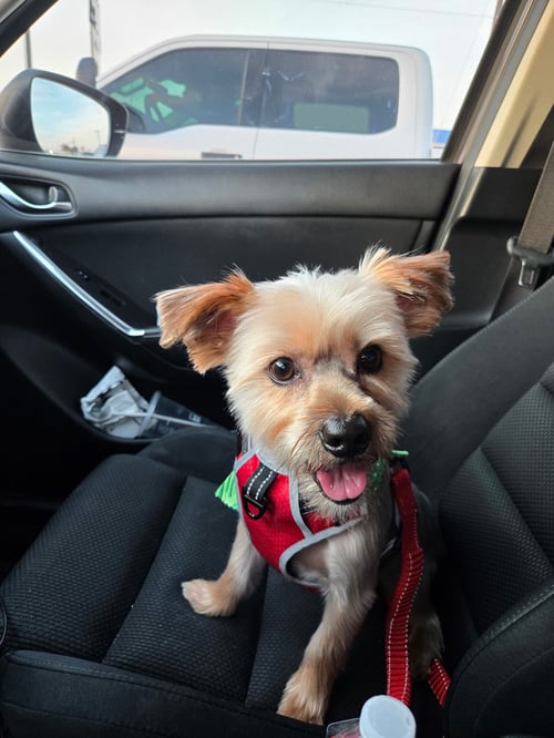 LAMBEAU - Yorkshire Terrier Yorkie available for adoption