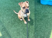 Buster - Photo 6