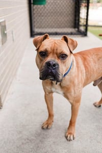 Buster - Photo 1
