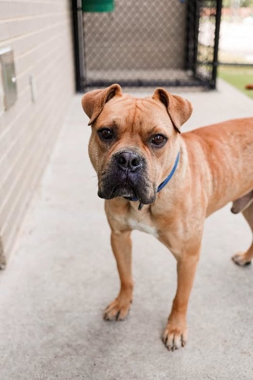 BUSTER - Boxer / Bulldog available for adoption