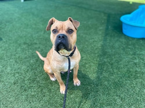 BUSTER - Boxer / Bulldog available for adoption