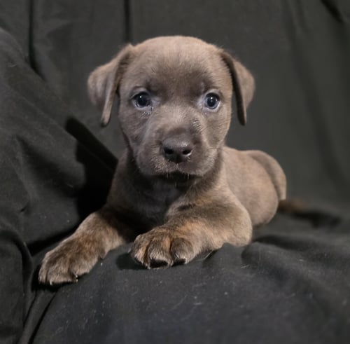 DAWN - Labrador Retriever available for adoption