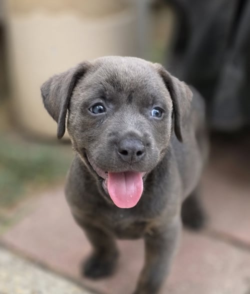 DAWN - Labrador Retriever available for adoption