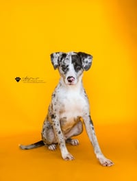 Vincent - Photo 1