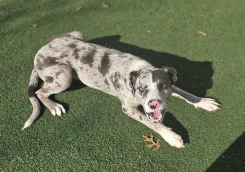 VINCENT - Catahoula Leopard Dog available for adoption