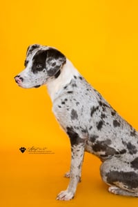 Vincent - Photo 5