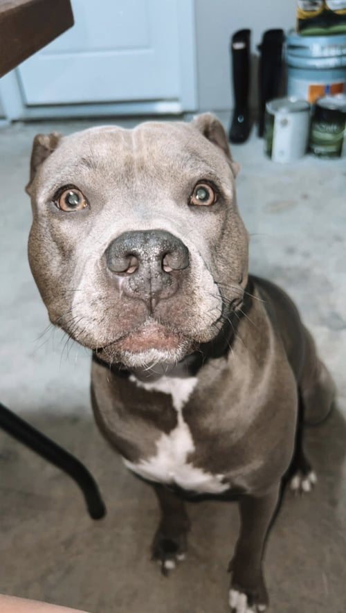 MARLEY - American Pit Bull Terrier available for adoption