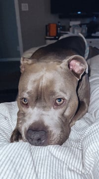 Marley - Photo 2
