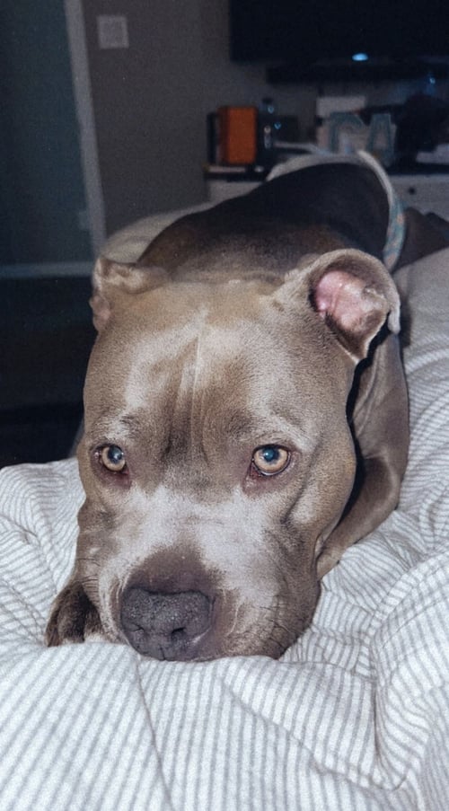 MARLEY - American Pit Bull Terrier available for adoption
