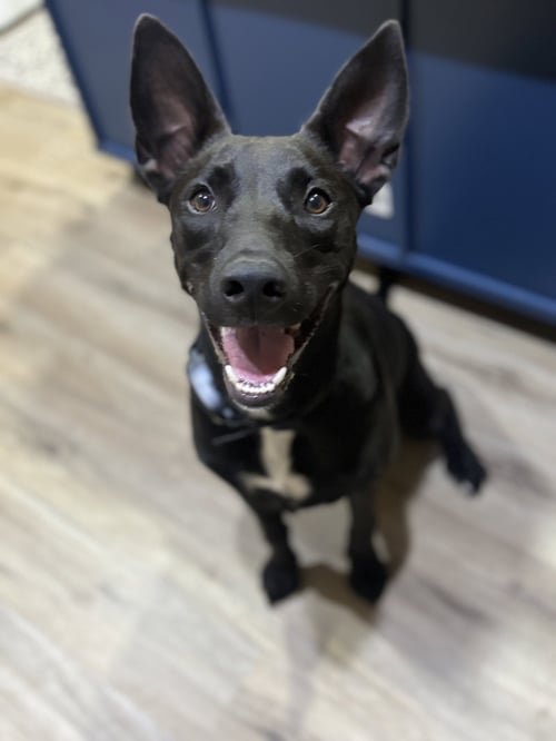 SKYE - German Shepherd Dog / Labrador Retriever available for adoption