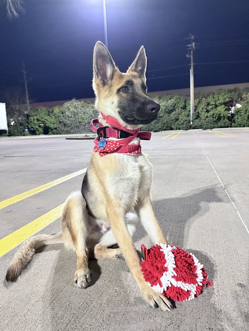 CHAM - German Shepherd Dog available for adoption