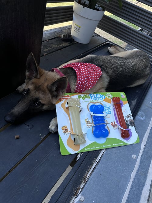 CHAM - German Shepherd Dog available for adoption