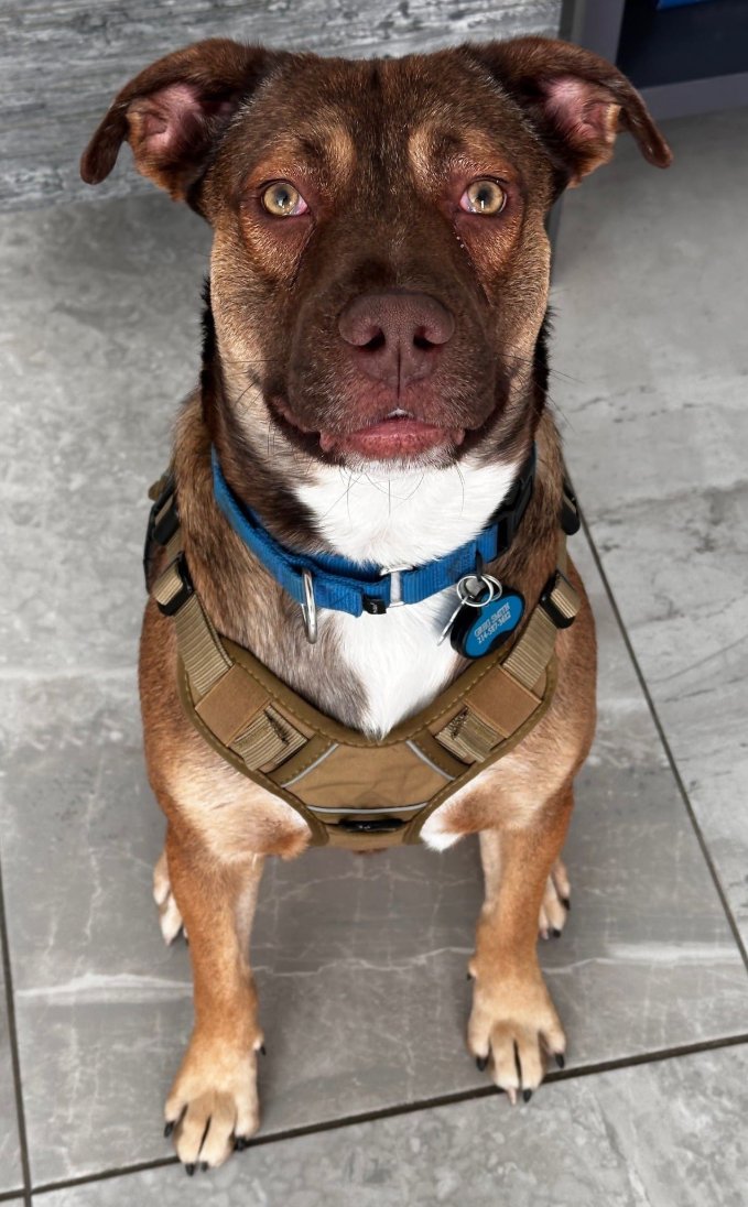 PETER - American Pit Bull Terrier / German Shepherd Dog available for adoption