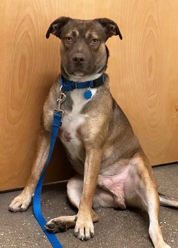 PETER - American Pit Bull Terrier / German Shepherd Dog available for adoption