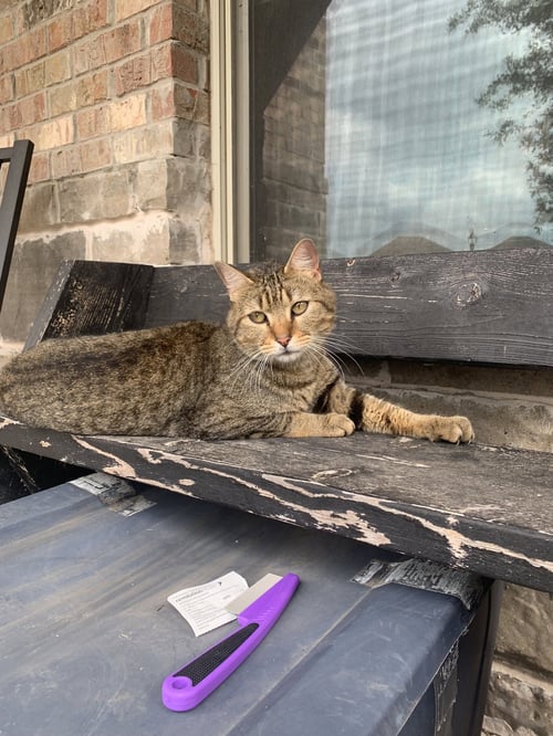 WALTER - Domestic Short Hair available for adoption