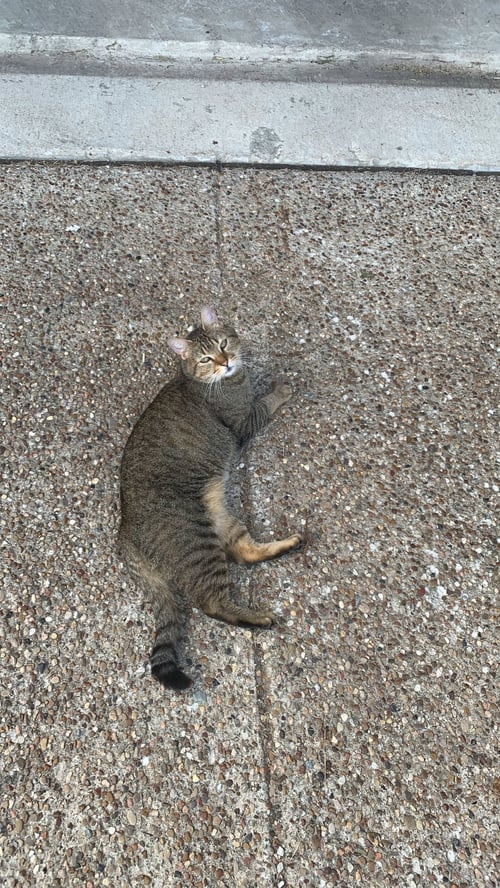 WALTER - Domestic Short Hair available for adoption