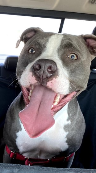 BLEUX - American Pit Bull Terrier available for adoption