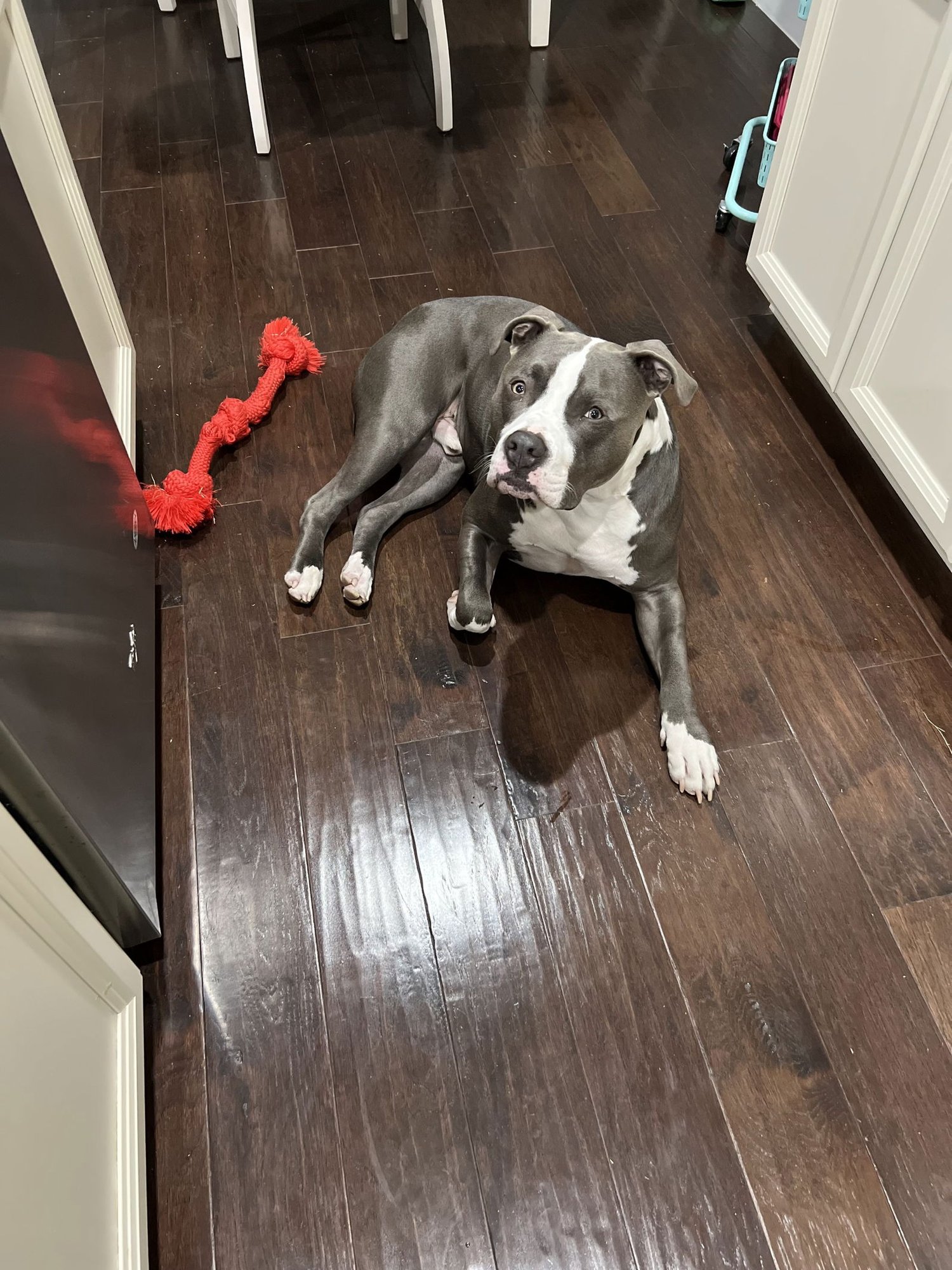 BLEUX - American Pit Bull Terrier available for adoption