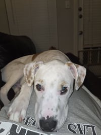 Benny - Photo 1