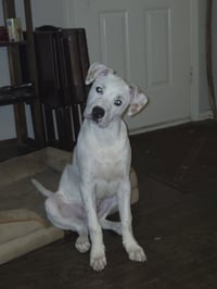 Benny - Photo 2