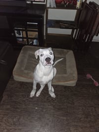 Benny - Photo 3