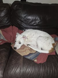 Benny - Photo 4
