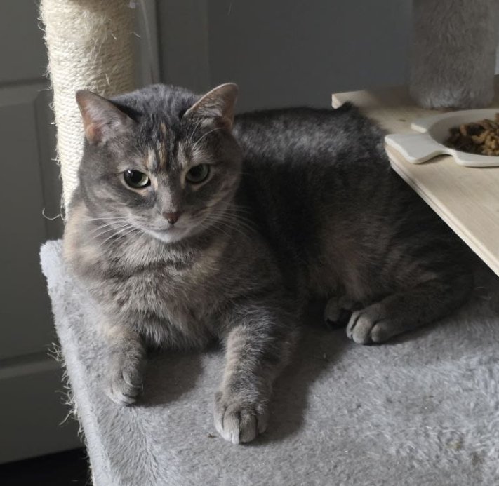 Calista Image