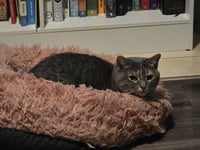 Calista - Photo 3
