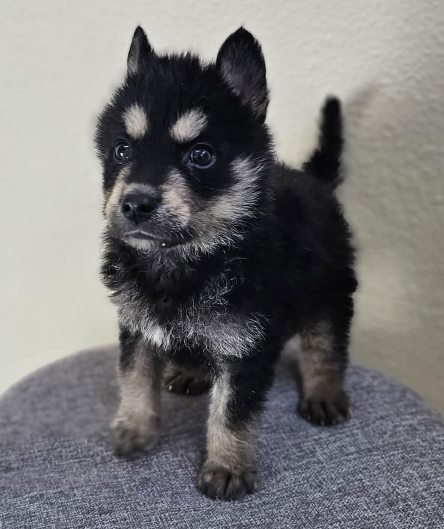 CUBCHOO - Husky available for adoption
