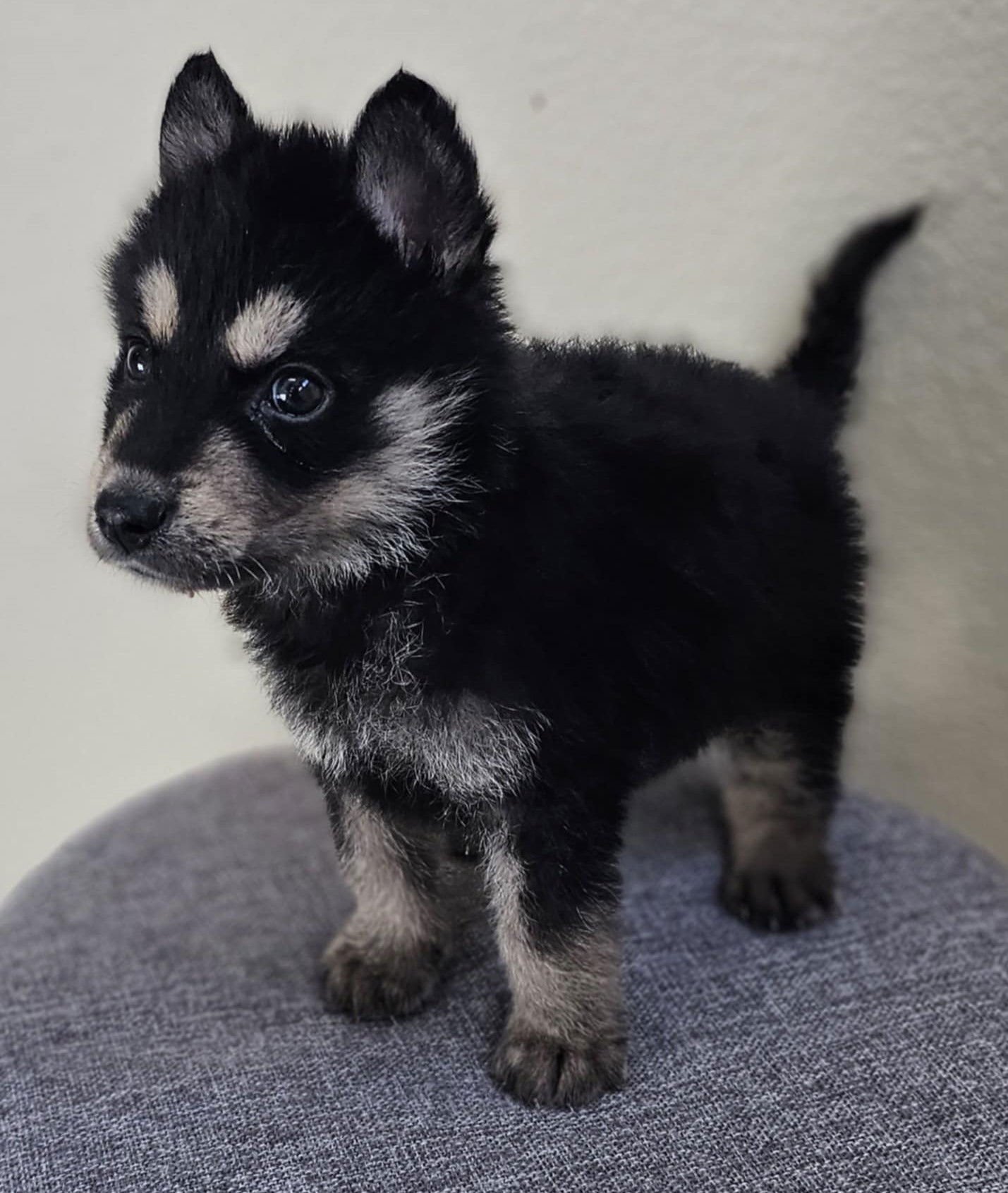 CUBCHOO - Husky available for adoption