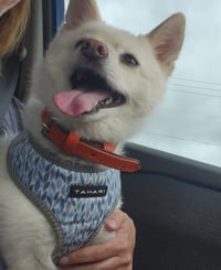 Polar - Photo 1