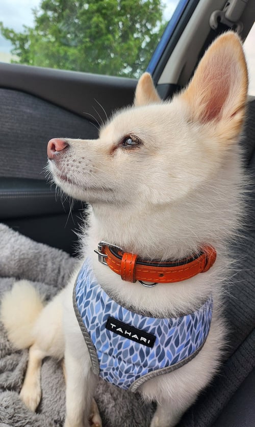 POLAR - Pomeranian / Husky available for adoption