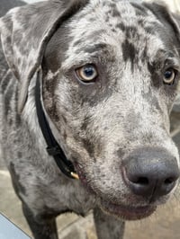Boudreaux - Photo 1