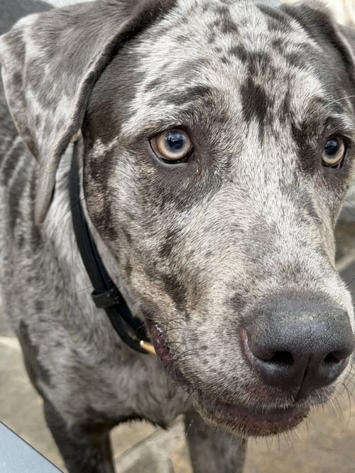 BOUDREAUX - Catahoula Leopard Dog / Great Dane available for adoption