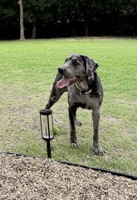 Boudreaux - Photo 3